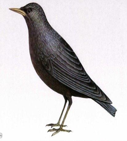 http://dasha46.narod.ru/Encyclopedic_Knowledge/Biology/Animals/Birds/2/Skvorec1.jpg